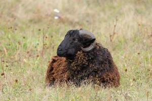 sheep and lamb on green grass. photo