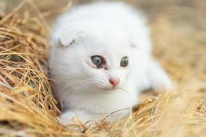 White cat in the grass.. photo