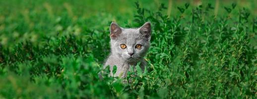 little Cute grey fluffy kitten outdoors. kitten first steps. photo