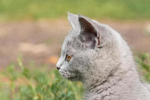 little Cute grey fluffy kitten outdoors. kitten first steps. photo