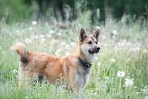 perro mestizo de color rojo yace boca abajo sobre la hierba, estirando sus patas delanteras hacia adelante. primavera. foto