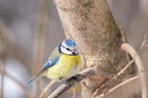 A blue tit Cyanistes caeruleus perched.. photo