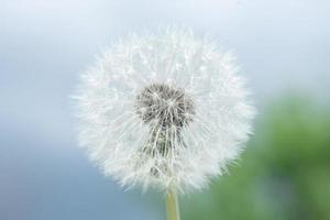 Dandelion seed pod in a beautiful background photo