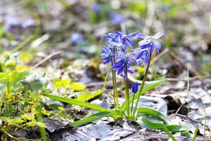 Blue primroses in the spring forest. Fragile spring flowers close-up photo