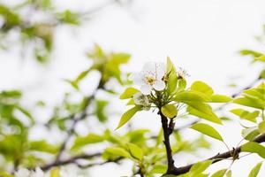 flowering pear branches close up. Blooming branch with a white flower in the spring season with copy space. photo