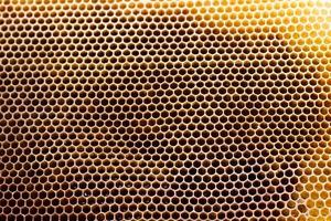 empty honeycomb frame, close-up texture of the honeycomb. photo
