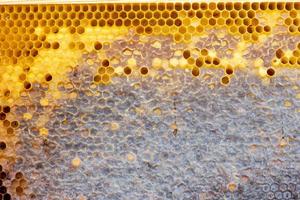 honeycomb with a honey texture. . Background texture and drawing of a section of wax honeycomb from photo