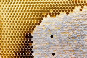 honeycomb with a honey texture. . Background texture and drawing of a section of wax honeycomb from photo