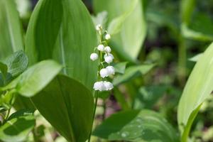 un lirio de los valles en el bosque de primavera. suaves flores de primavera. foto