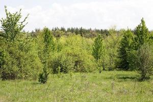 young forest, landscape of tranquil forest. Spring season photo
