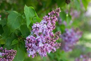 purple lilac outdoors. Gentle spring background. Spring May Flowers photo