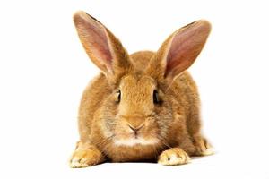 un pequeño conejo rojo esponjoso sobre un fondo blanco, un conejito de pascua para pascua. conejo para vacaciones de primavera. foto