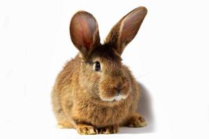 small fluffy red rabbit isolated on white background. Hare for Easter close-up. photo