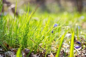 the first green grass in the spring forest . Young green grass photo
