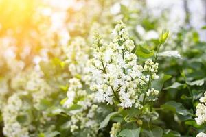 a sprig of white lilac outdoors. May flowers. Spring gentle background photo