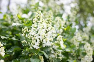 a sprig of white lilac outdoors. May flowers. Spring gentle background photo