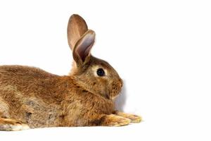 pequeño conejo rojo esponjoso aislado sobre fondo blanco. liebre para el primer plano de pascua. foto