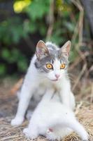 Cute cat playing in the park on rainy day.. photo