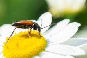 Stenurella melanura beetle on a chamomile flower. photo