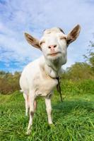 small goat in a field of wheat photo