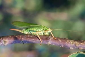 Grasshopper in the grass- close up view.. photo