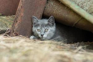 little Cute grey fluffy kitten outdoors. kitten first steps... photo