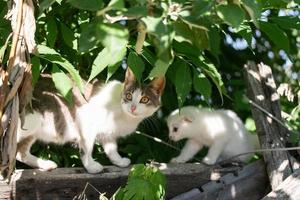 lindo gato jugando en el parque en un día lluvioso... foto