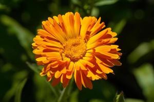 Beautiful calendula flowers in summer garden Marigold flower photo