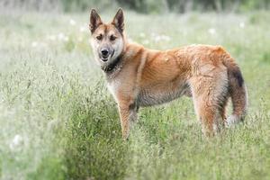 Mongrel dog of red color lies on its stomach on the grass, stretching its front paws forward. Spring.. photo