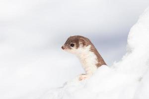 mínimo comadreja mustela nivalis en marcha nevada foto