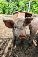 Pig farming raising and breeding of domestic pigs. photo