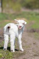 cabra pequeña en un campo de trigo. foto