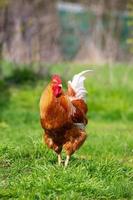 Beautiful Rooster standing on the grass in blurred nature green background.rooster going to crow. photo
