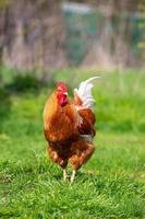 hermoso gallo de pie sobre la hierba en la naturaleza borrosa fondo verde. gallo va a cantar. foto