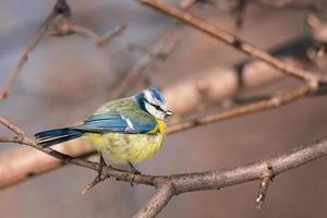 A blue tit Cyanistes caeruleus perched. photo