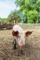 Pig farming raising and breeding of domestic pigs. photo