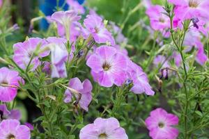 Close up of a flower border with colouful flowering Petunia Wave Sweetheart photo