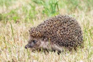 Young beautiful hedgehog in natural habitat outdoors in the nature photo
