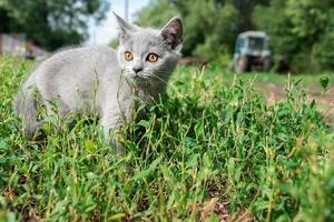 little Cute grey fluffy kitten outdoors. kitten first steps photo