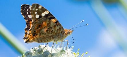 Butterfly on blossom flower in green nature photo