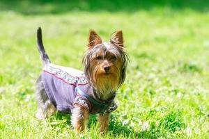 Little Yorkshire Terrier posing an grass. Yorkie Dog photo