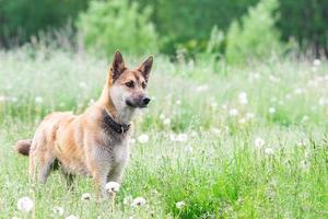 perro mestizo de color rojo yace boca abajo sobre la hierba, estirando sus patas delanteras hacia adelante. primavera. foto
