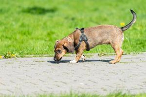 Mongrel dog of red color lies on its stomach on the grass, stretching its front paws forward. Spring. photo