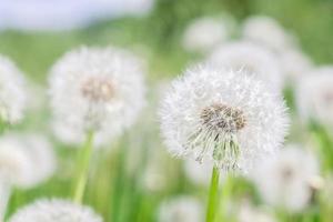 vaina de semilla de diente de león en un hermoso fondo foto