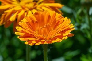 hermosas flores de caléndula en el jardín de verano flor de caléndula foto