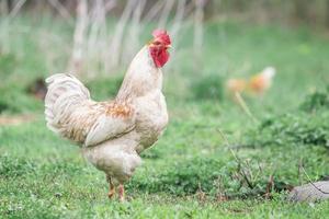 hermoso gallo de pie sobre la hierba en la naturaleza borrosa fondo verde. gallo va a cantar.. foto