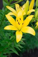 primer plano de una flor de lirio lirio amarillo foto
