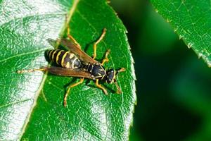 la avispa está sentada sobre hojas verdes. la peligrosa avispa común de rayas amarillas y negras se sienta en las hojas. foto