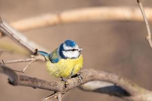 A blue tit Cyanistes caeruleus perched photo