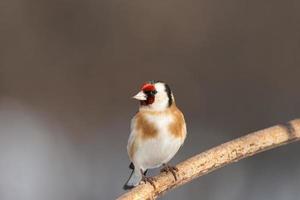 jilguero, carduelis carduelis, encaramado en una percha de madera con un fondo natural borroso foto